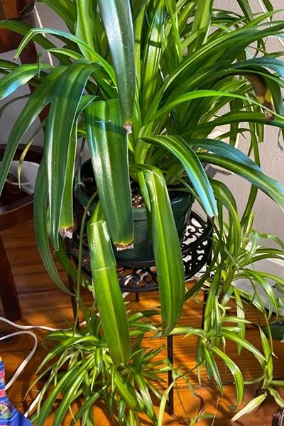 Spider Plant Hawaiian 8”