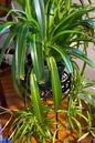 Spider Plant Hawaiian 8”