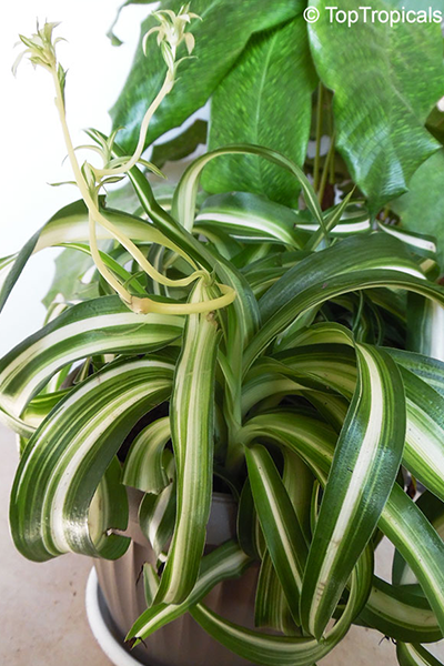 Spider Plant Bonnie Curly 4”