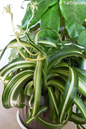 Spider Plant Bonnie Curly 4”