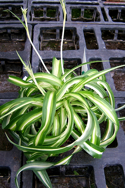 Spider Plant Bonnie HB