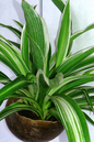 Spider Plant HB 10” ASST