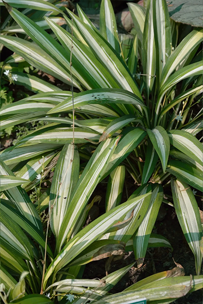 Spider Plant Ocean 6” HB