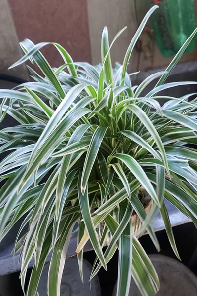 Spider Plant White Edge 4”