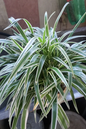 Spider Plant White Edge 4”