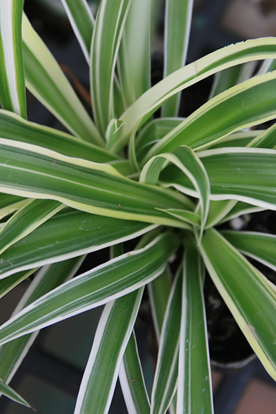 Spider Plant White Edge 6”