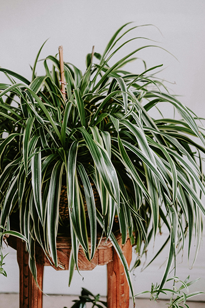 Spider Plant White Edge HB