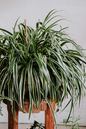 Spider Plant White Edge HB