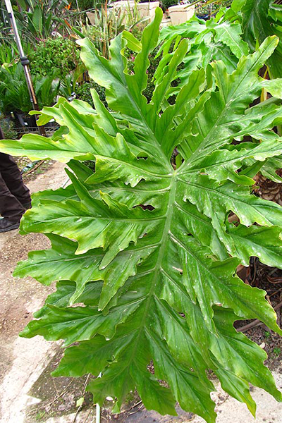 Split-Leaf Philodendron 4"