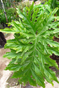 Split-Leaf Philodendron 4"