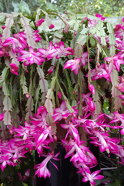 Spring Cactus 6”