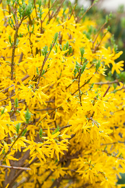 Spring Fling Forsythia 2G