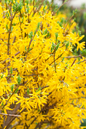 Spring Fling Forsythia 2G