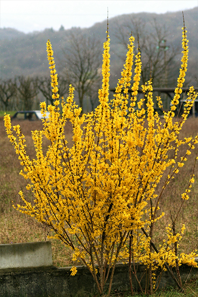 Spring Shine Forsythia 2G