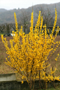 Spring Shine Forsythia 2G