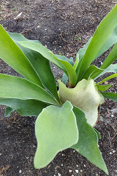 Staghorn Fern 4"