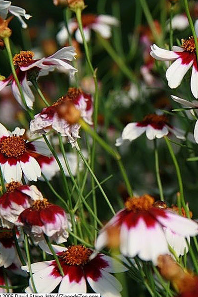 Starlight Coreopsis 1G