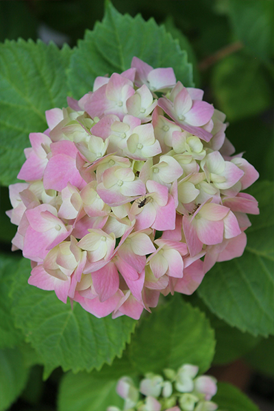 Strawberry Shake Hydrangea 2G