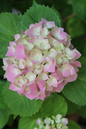 Strawberry Shake Hydrangea 2G