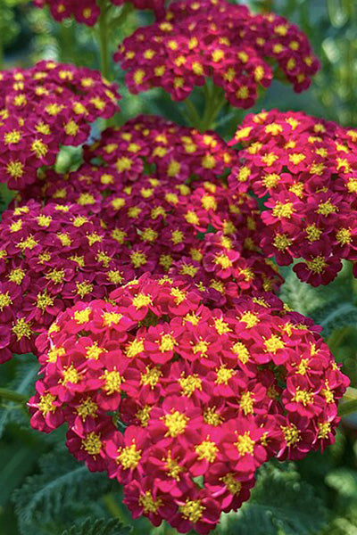 Strawberry Yarrow 1QT