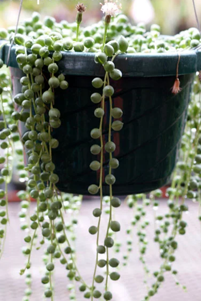 String of Pearls 2”