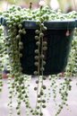 String of Pearls 2”