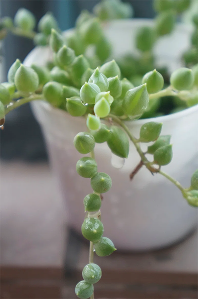 String of Pearls Variegated 4”