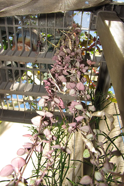 String of Hearts 2”