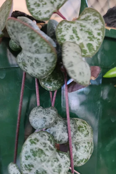 String of Hearts 4” HB