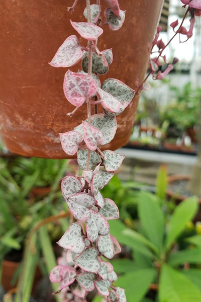 String of Hearts 6"