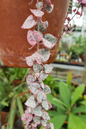 String of Hearts 6"