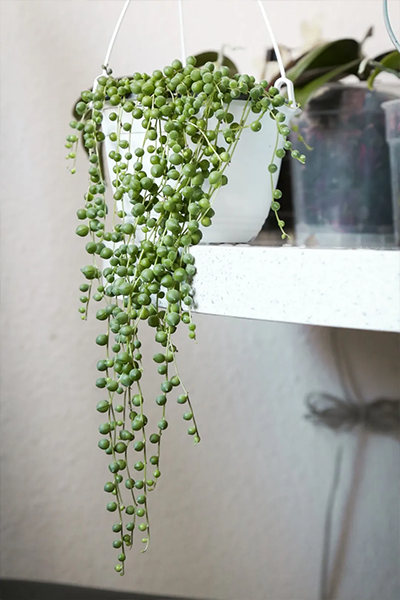 String of Pearls 2”