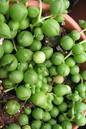 String of Pearls 6"