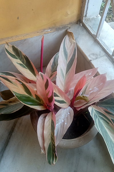 Stromanthe Triostar 2”