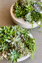 Succulent 2” Assorted