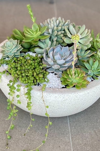 Succulent Bowl Round 10”