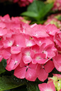 Summer Crush Hydrangea 5G
