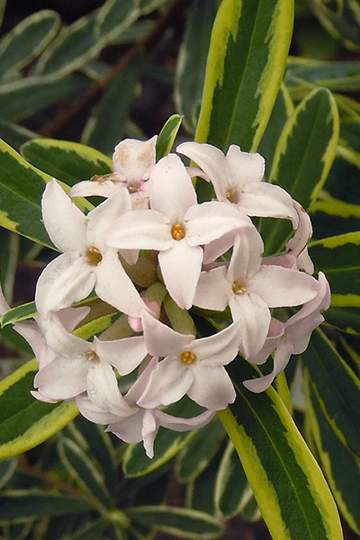 Summer Ice Daphne 3G