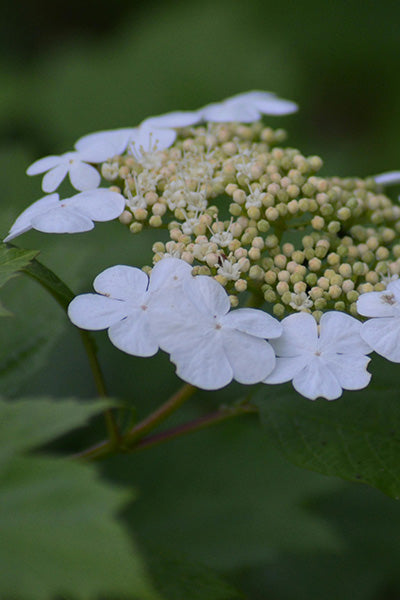 Summer Snow Viburnum 2G