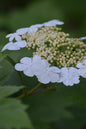 Summer Snow Viburnum 2G