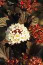 Summer Wine Ninebark 2G