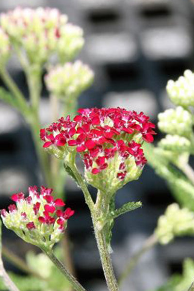 Summerwine Yarrow 1G
