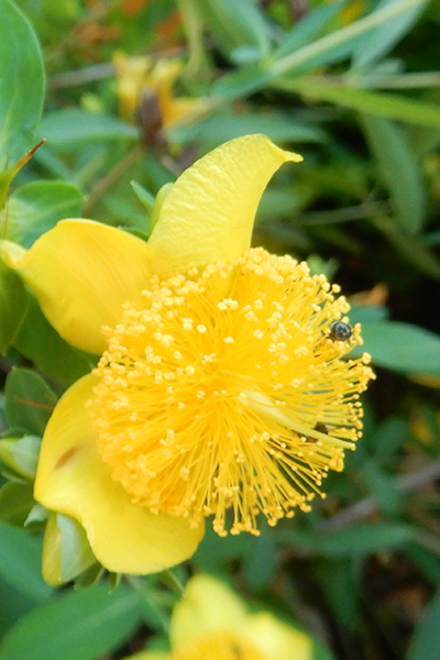 Sunburst St. John’s Wort 5G