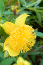 Sunburst St. John’s Wort 5G