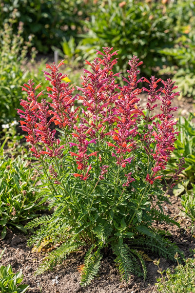 Sunrise Red Agastache 1G