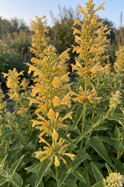 Sunrise Yellow Agastache 1G
