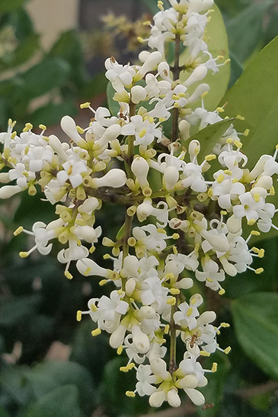 Sunshine Privet 1G