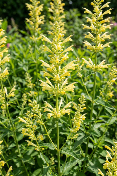 Sweet Lemony™ Agastache 1G