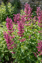 Sweet Lemony™ Magenta Agastache 1G