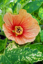 Tangerine Flowering Maple (Abutilon) 1G